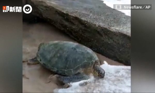 情侶救綠蠵龜。（圖／Newsflare／AP）