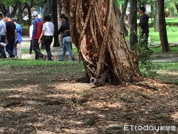 ▲.巴克禮公園小松鼠，正等待民眾的再次造訪，登革熱防治中心全力防治疫情下，仍請市民要注意防蚊措施。（圖／記者林悅翻攝，下同）