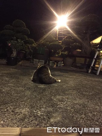 ▲騎車待轉看到貓「吹個口哨就跑過來」　載回家後養成巨飯糰。（圖／飼主Neal Lee提供）