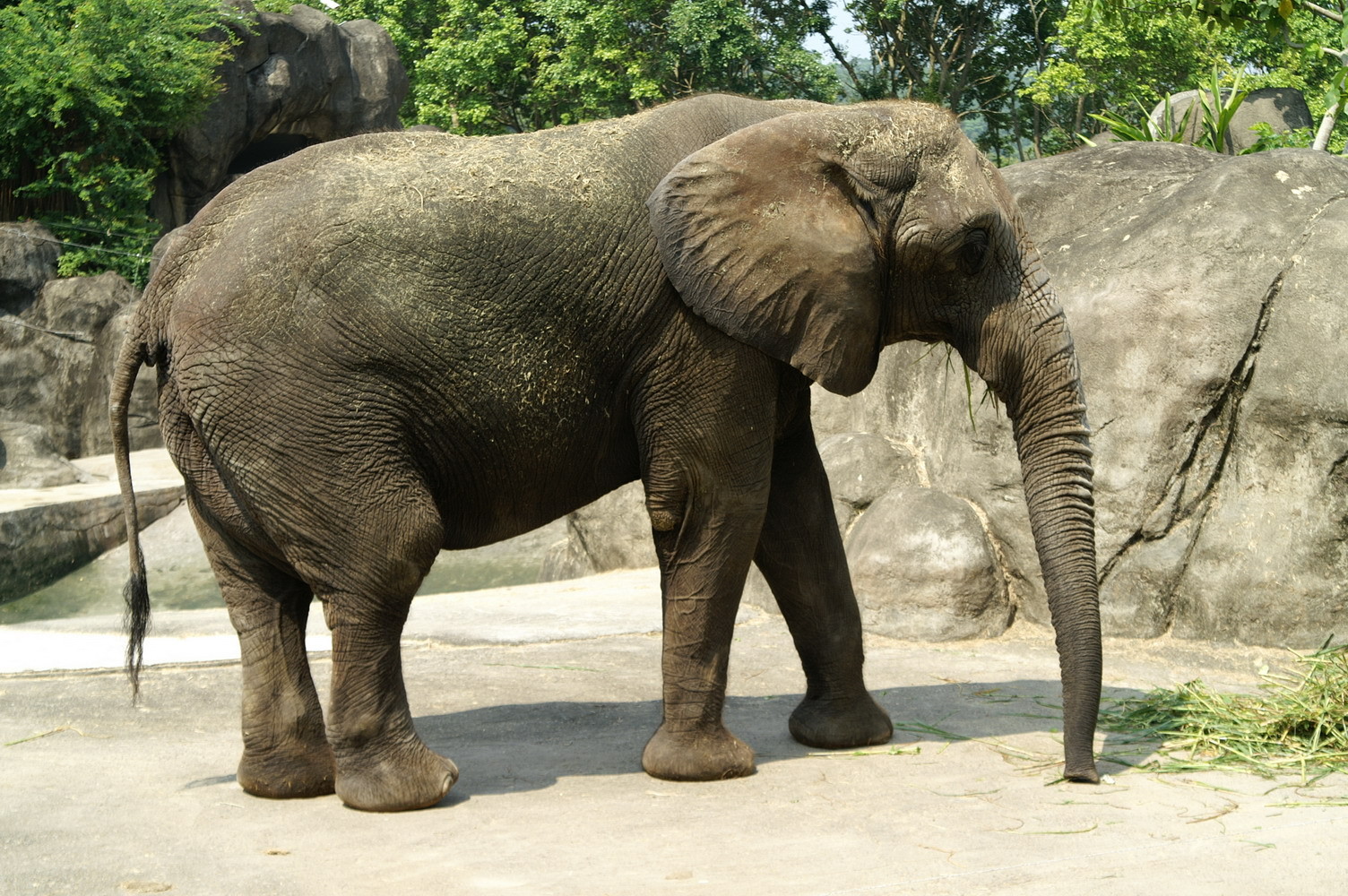 非洲象情感豐富 智商高 象扶死亡牠 抑鬱拒食 最終死亡 Ettoday寵物雲 Ettoday新聞雲