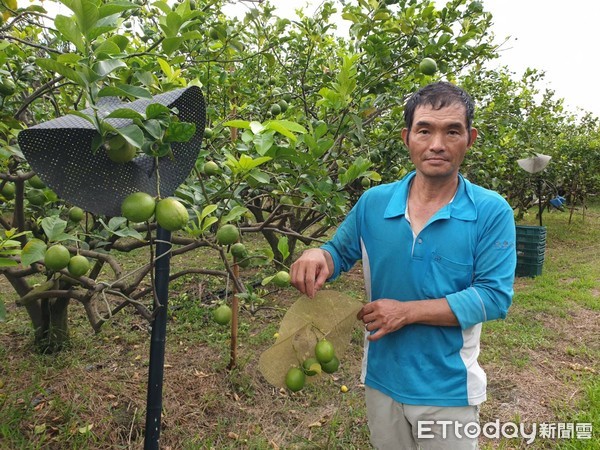 ▲屏東縣高樹鄉民蕭春盛栽種檸檬，以草生力式管理檸檬園，賣出檸檬價格穩定。（圖／記者陳崑福攝）