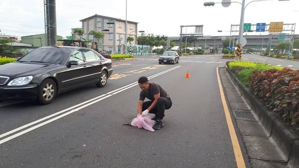 ▲▼ 動保人員常在車來車往的道路上協助清理貓狗屍體。（圖／記者翁伊森翻攝）