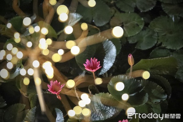 ▲ 七夕情人浪漫雙溪行 白天玩水「夜賞睡蓮」樂悠悠。（圖／新北市景觀處提供）