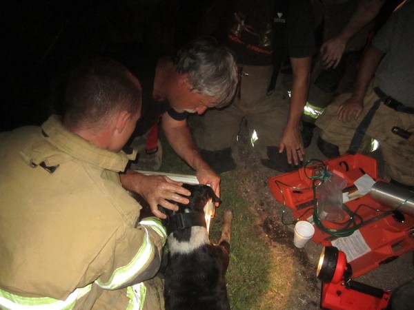 狗狗狂吠示警火災救了家人，自己卻燒傷。（圖／翻攝自New Albany Fire/Rescue）