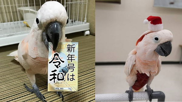 ▲▼貓皇聞到銷魂鳥仔腳！　翻肚興奮「肉球開花」：這是這個味～（圖／翻攝自Instagram:masaki1133）