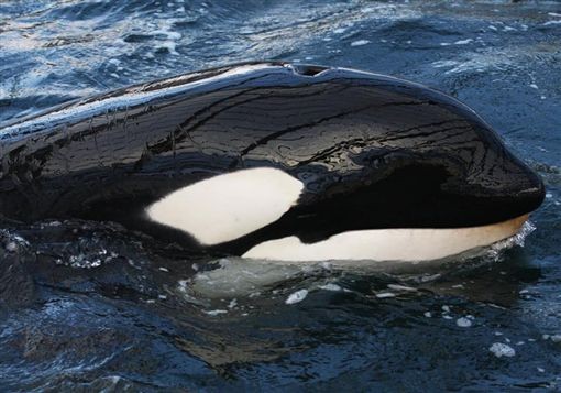 ▲俄羅斯宣布，將在9月底前放歸「鯨魚監獄」裡的所有鯨魚。（圖／翻攝自Свободу Косаткам и Белухам - Free Russian Whales臉書)
