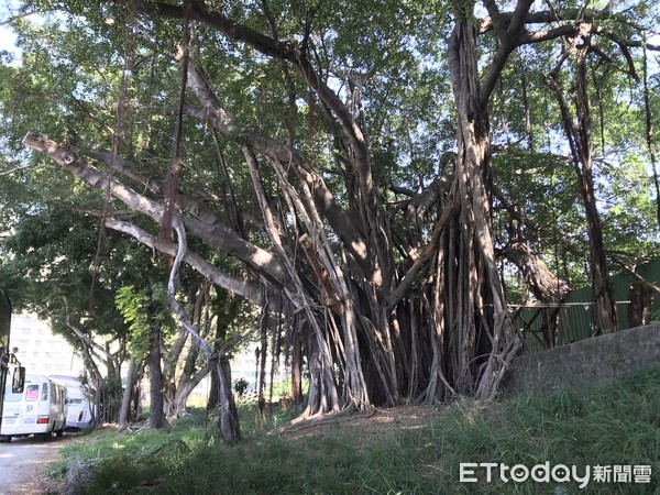 ▲台南市工務局最近計畫配合運河星鑽區開發「公97」生態水岸公園，及融合歷史文化興闢北區「公66」生態景觀公園。（圖／記者林悅翻攝，下同）