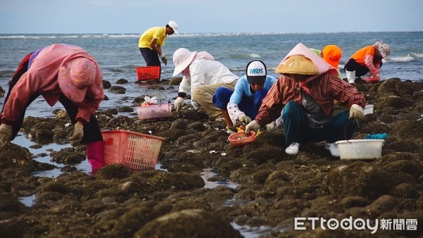 ▲白沙屯海邊進入野蚵盛產期，漁民趁颱風來襲前趕緊出動全家大小，一起挖採野蚵。（圖／記者黃孟珍翻攝）