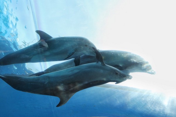 ▲桃園高鐵站區內日商投資水族館