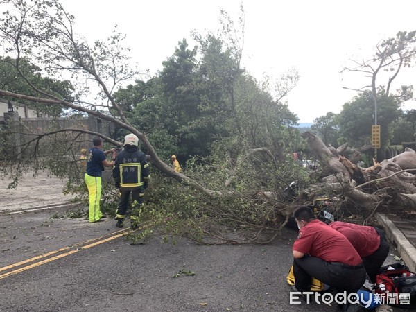 ▲▼男子騎車行經仰德大道，突遭狂風吹垮的路樹襲擊。（圖／記者邱中岳翻攝）