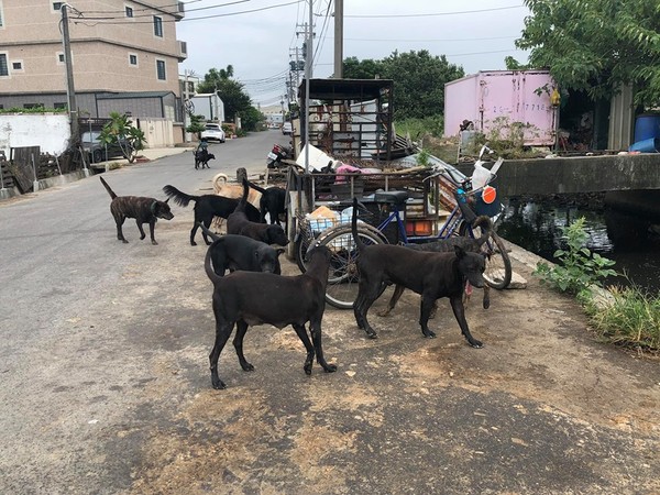 ▲彰化和美有將近60隻流浪犬盤據。（圖／翻攝自賴清美議員臉書）