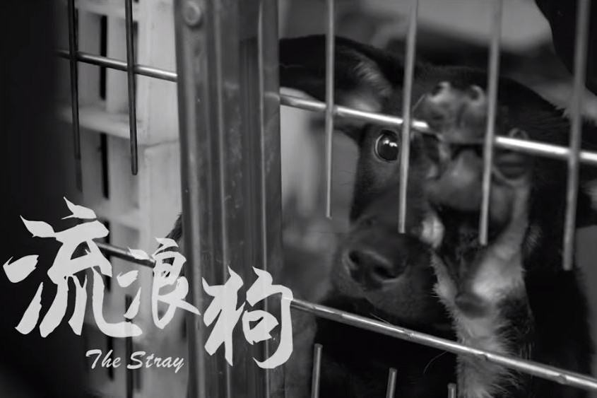 黃明志 蕭敬騰為浪浪發聲 鬼月夢 孤魂野狗 流淚道謝 Ettoday寵物雲 Ettoday新聞雲