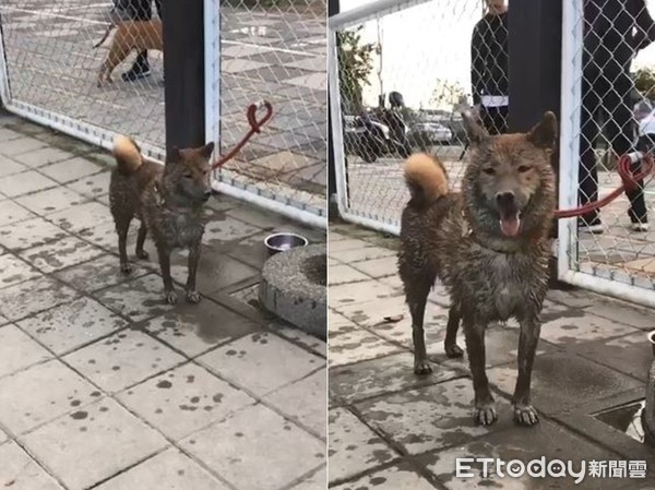 ▲赤柴公園玩泥巴變黑狗。（圖／網友Boom Hong授權提供）