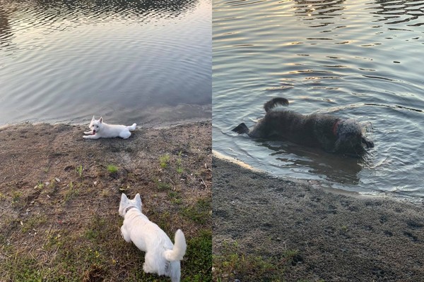 池塘有藍綠藻！主人帶3愛犬下水消暑　上岸15分鐘陸續毒發死在她懷中。（圖／翻攝自Facebook／Melissa Martin）