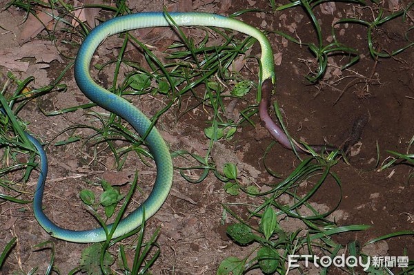 ▲青蛇以蚯蚓為主食，這條青蛇不知何故，在進食時不幸死亡，可以看到牠體色逐漸由綠轉藍。（圖／取自自然攝影中心）
