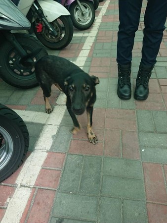 浪浪迷路走到警局，差點變成警犬。（圖／桃園市政府警察局八德分局提供）