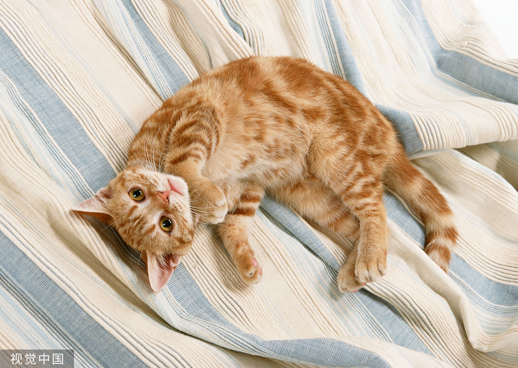 變態保全「全裸性侵幼貓」後丟下4樓! 大馬女住戶怒拍犯罪過程