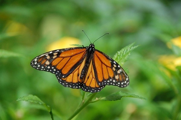 ▲▼帝王斑蝶（Monarch Butterfly）（圖／取自免費圖庫Pixabay）