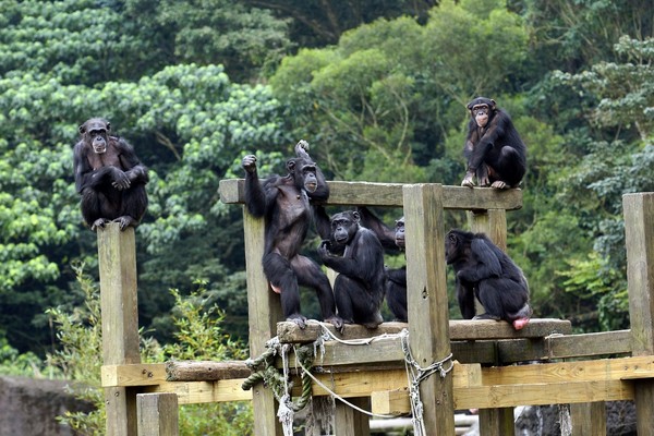 ▲動物園「夏日冰果室」開張！　獼猴「位階高的先吃」還比較大杯。（圖／台北市立動物園）