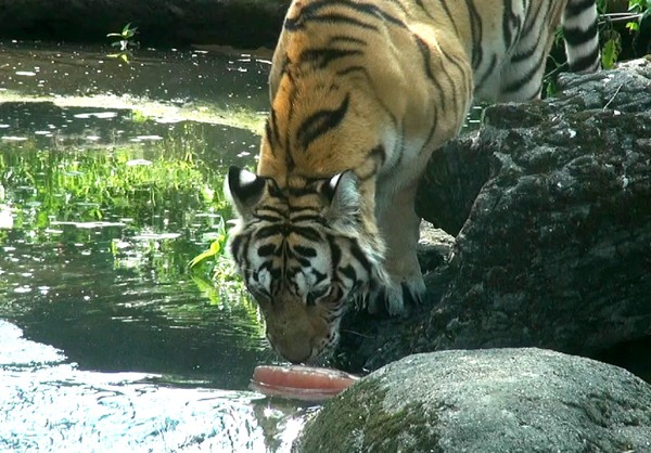 ▲動物園「夏日冰果室」開張！　獼猴「位階高的先吃」還比較大杯。（圖／台北市立動物園）