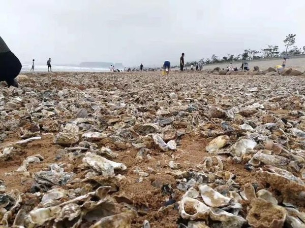 ▲山東西海岸海軍公園附近海灘颱風之後出現大量牡蠣，市民與遊客們開心狂撿。（圖／翻攝自微博，下同）