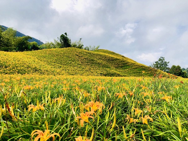 ▲▼ 花蓮赤科山金針花。（圖／asiafriend亞洲朋友臉書專頁提供，請勿隨意翻攝）