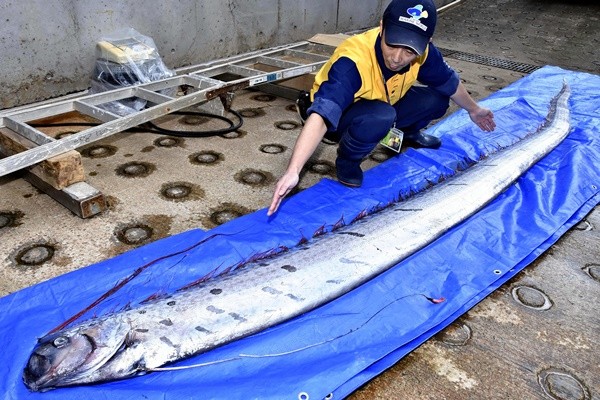 ▲▼深海魚類皇帶魚（Oarfish）被視為大地震前兆。（圖／達志影像／美聯社）