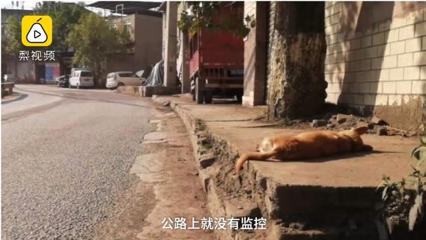 ▲▼中華田園犬遭殘忍砍斷腳掌，拋棄路邊等死。（圖／翻攝自《梨視頻》）