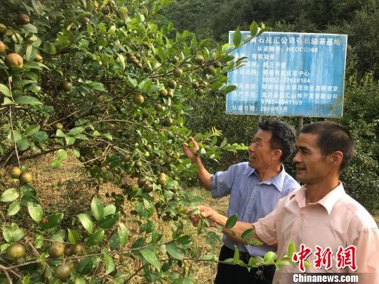 ▲廣東河源長洲村農民種植的油茶樹。（圖／翻攝自《中新社》）