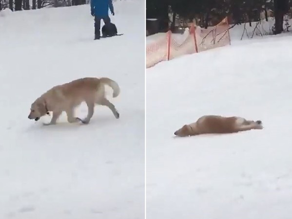 ▲狗狗挑戰不用滑雪板滑雪。（圖／翻攝自抖音號「petiiiiinho」）
