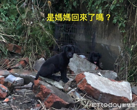 ▲狗媽媽外出覓食遭車撞，為餵奶「拖行重傷身軀」逾800公尺。（圖／嘉義市動物守護協會提供）