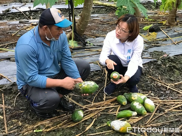 ▲屏南立委參選人周佳琪19日新埤鄉了解農民栽種木瓜受損情形             。（圖／記者陳崑福翻攝）