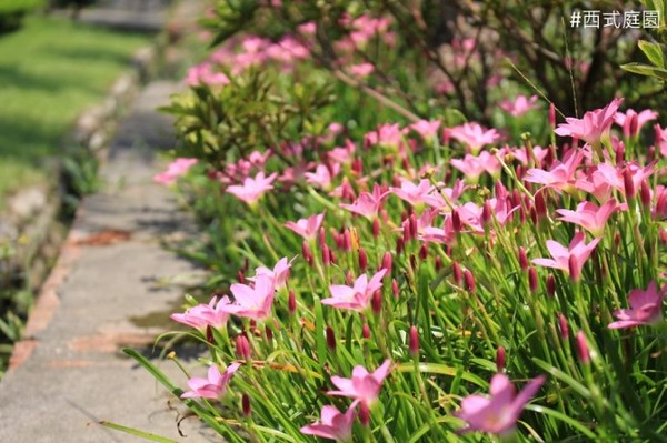 ▲士林官邸蔥蘭及韭蘭。（圖／臺北市政府工務局公園路燈工程管理處提供）