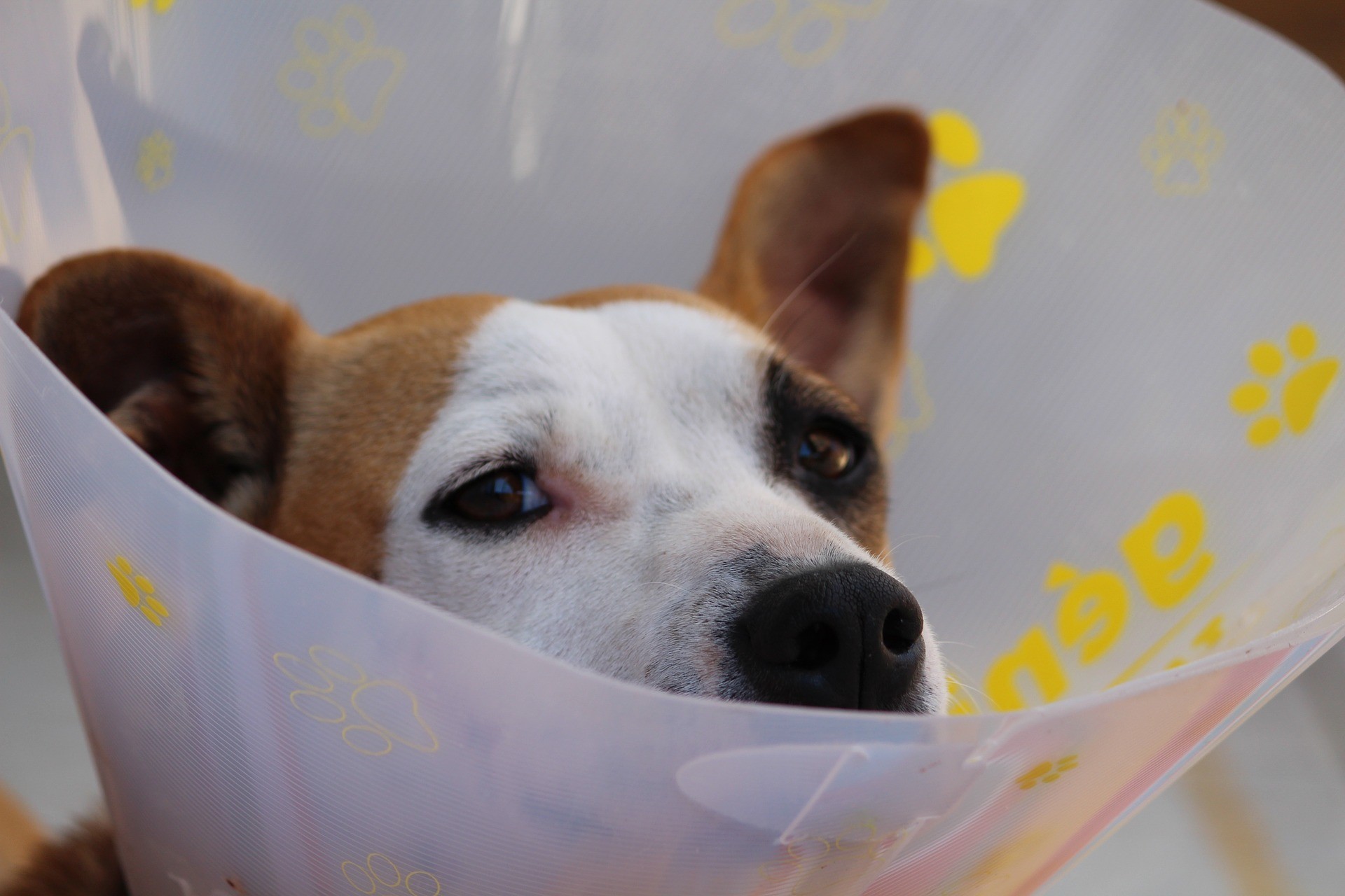 ▲狗狗，狗，犬，動物，受傷，寵物險，寵物，毛小孩，汪星人。（圖／pixabay）