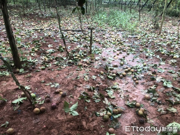 ▲南投豪雨不斷，埔里大坪頂百香果掉落滿地，農損逾6成。（圖／記者白珈陽攝）