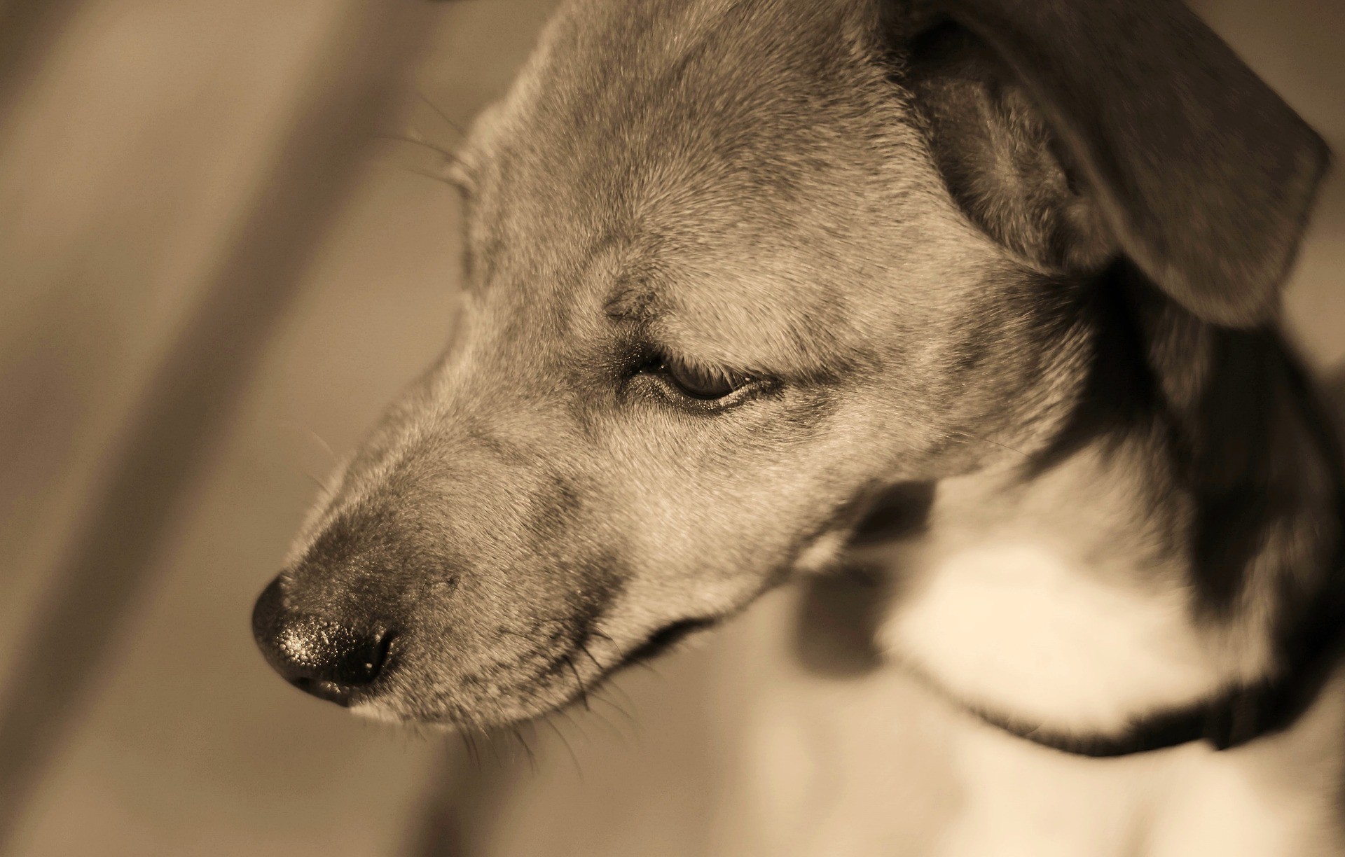 ▲▼動物保護，狗，寵物，虐待動物。（圖／Pixabay）