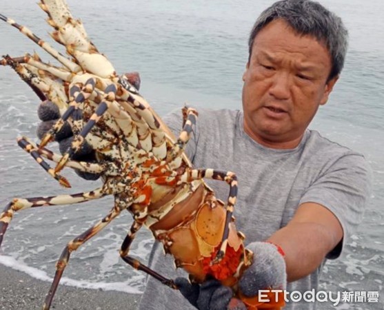 ▲台東漁民捕獲超級大龍蝦。（圖／記者楊均典翻攝）