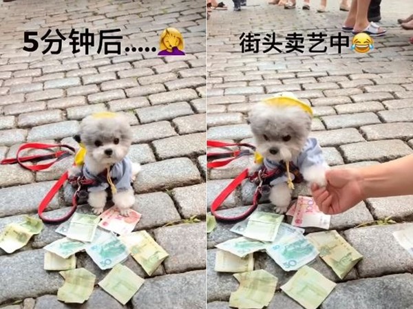 ▲路上撿到錢「要萌犬代管」5分鐘後...圍觀群眾用鈔票淹沒牠。（圖／翻攝自抖音APP「Bixinchongwu」）