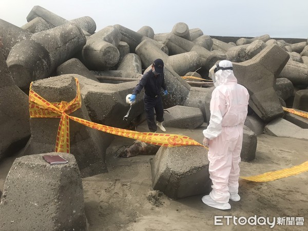 ▲台中梧棲漁港發現一頭死亡3天的犬隻。（圖／記者陳玉翻攝）