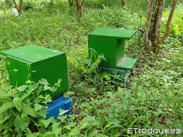 ▲林下野蜂蜂箱。（圖／明德社區發展協會謝文達拍攝)     