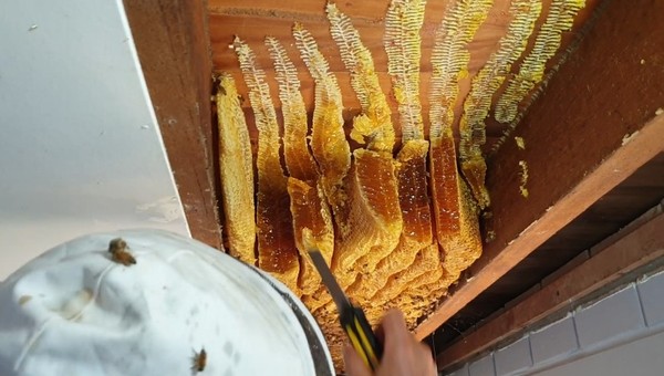 6萬蜜蜂在家裡「嗡嗡嗡」　女屋主拆天花板驚見50公斤超巨大蜂巢！翻攝自Facebook／Brisbane Backyard Bees）