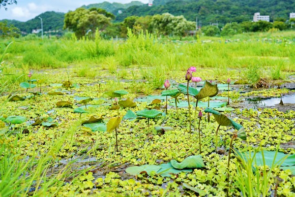 ▲新北市樹林區柑園河濱公園。（圖／新北市高灘地管理處提供）