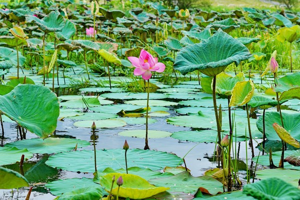 ▲新北市樹林區柑園河濱公園。（圖／新北市高灘地管理處提供）