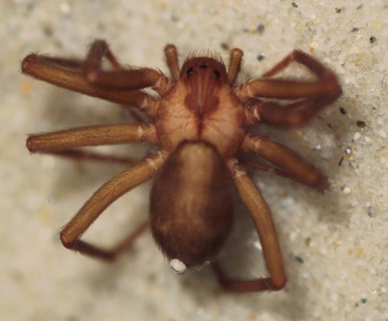 ▲▼棕色遁蛛（Brown recluse spider）。（圖／達志影像／美聯社）