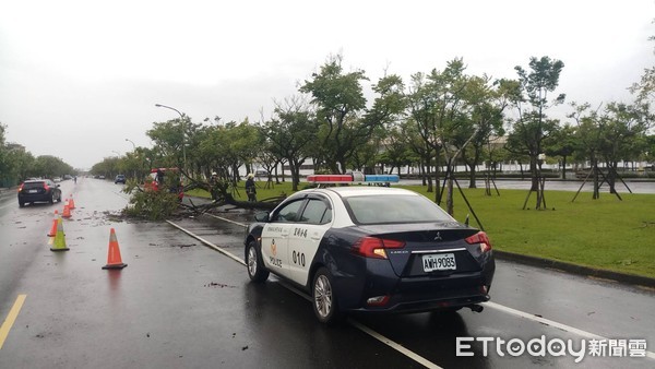 ▲▼白鹿颱風強陣風發威，宜蘭運動公園路樹被連根拔起倒路中。（圖／記者游芳男翻攝）