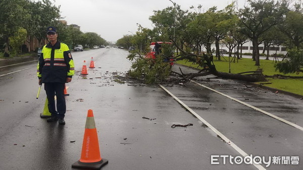 ▲▼白鹿颱風強陣風發威，宜蘭運動公園路樹被連根拔起倒路中。（圖／記者游芳男翻攝）