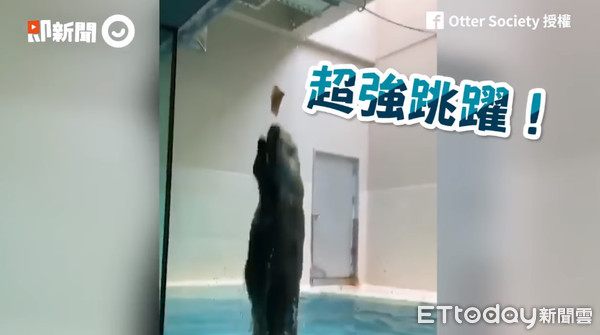 ▲▼懶胖海獺見食物化身泳將！潛水飛躍1米半　網看呆：好強。（圖／翻攝Otter Society臉書、即新聞）