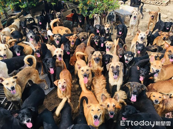 ▲爬牆時被近三百隻狗狗逮到了。（圖／臉書粉專「寶媽米克斯領養庇護所」授權提供）
