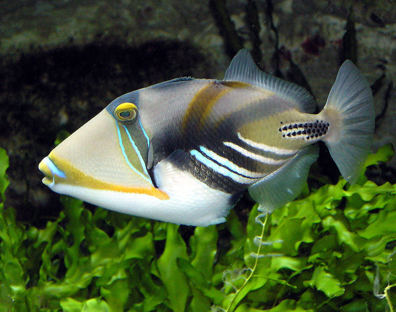 ▲▼砲彈魚（圖／Wikipedia）