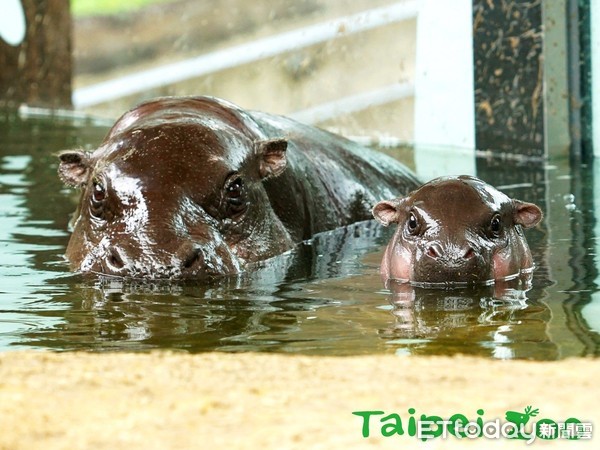 ▲河馬寶寶「秋祥」軟萌模樣圈粉無數。（圖／臺北市立動物園提供）